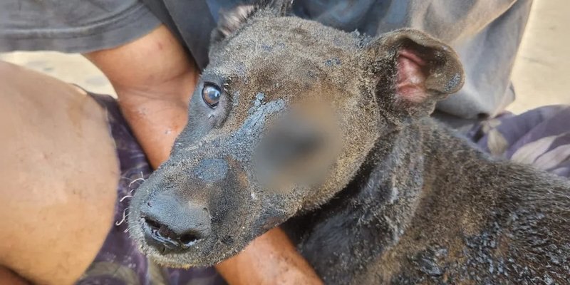 Cachorro resgatado pela Polícia Militar após incêndio em barraco