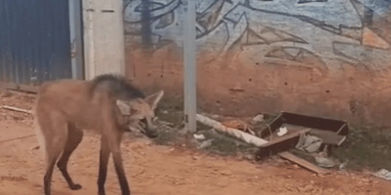 Lobo-guará resgatado pela PMDF na Estrutural